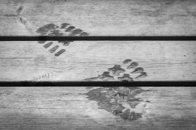 footprint-195921_1280